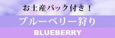 富津アクアファームのブルーベリー狩り